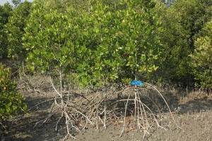 Stilt support roots of Garja tree