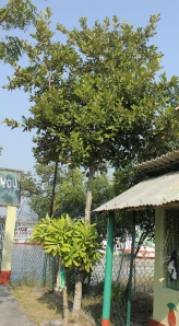 The Sundari Mangrove Tree - Responsible for the name Sundarbans
