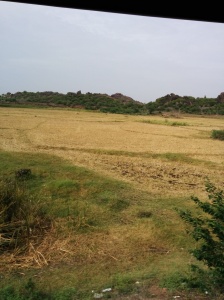 Grassland and Vegetation at the Country Side