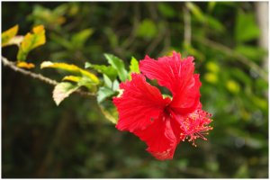 A Red Hibiscus